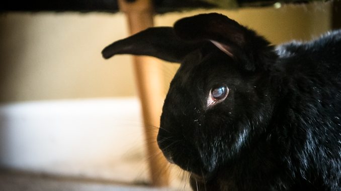 profile of rabbit under chair