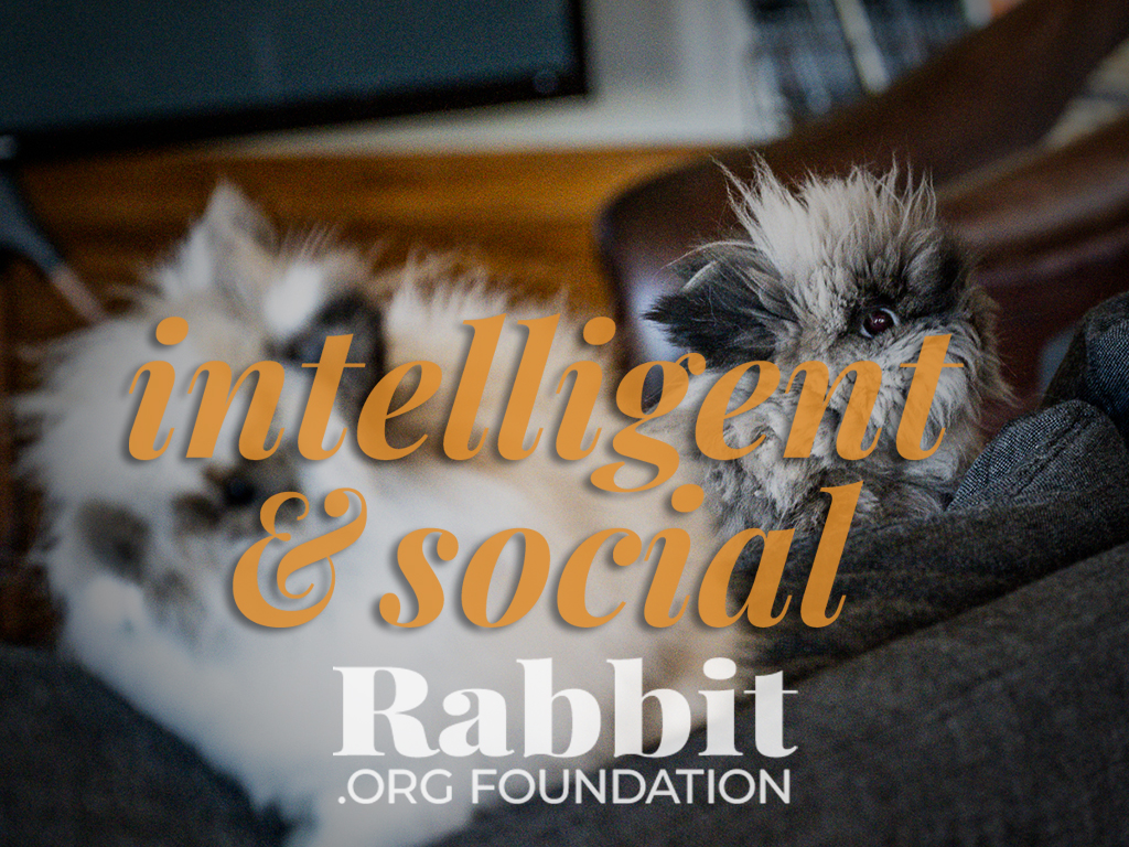 Welcome | House Rabbit Society