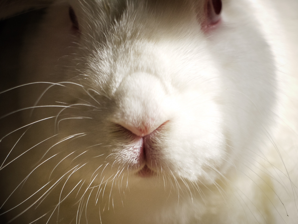 closeup of rabbit nose