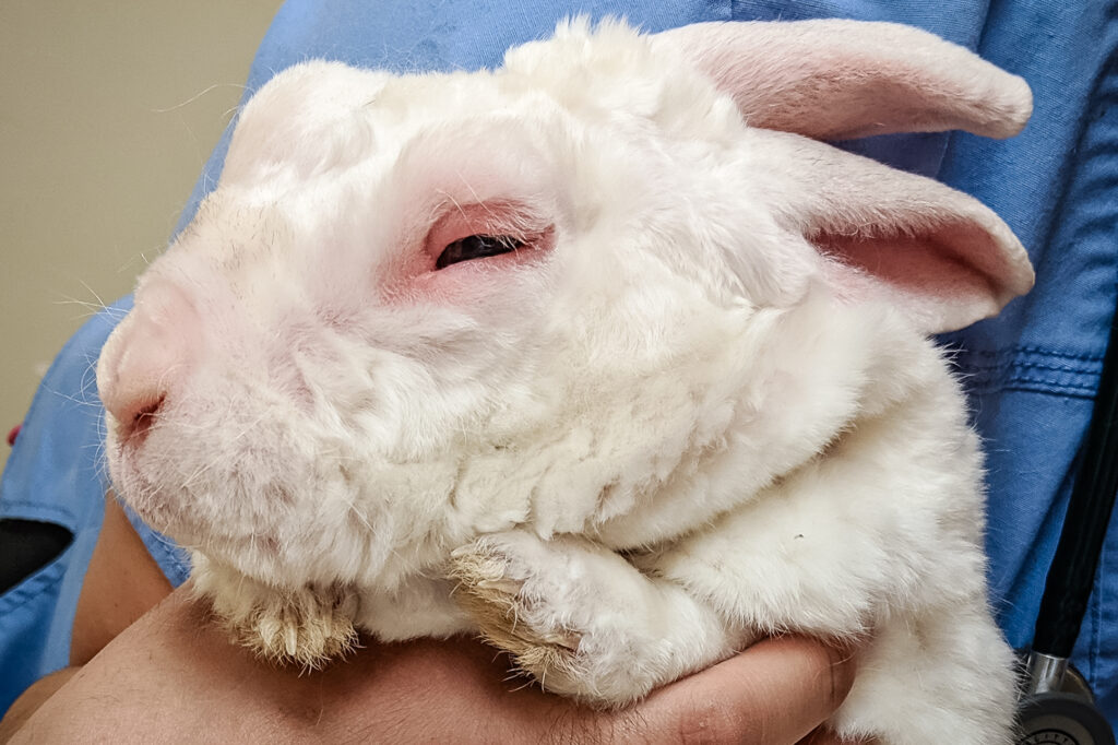 face of a pet rabbit with myxomatosis