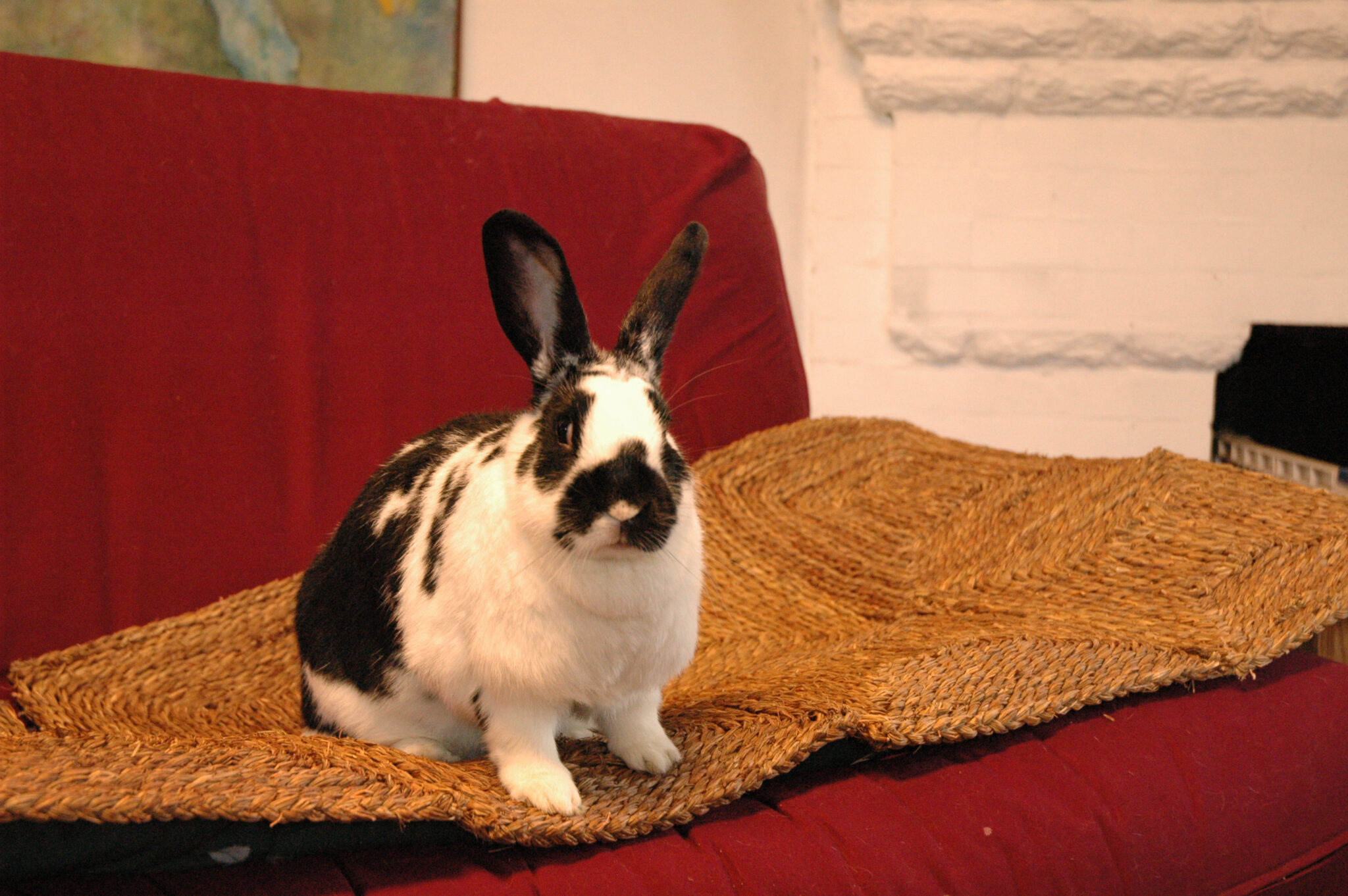 Bunny Proofing Your Space