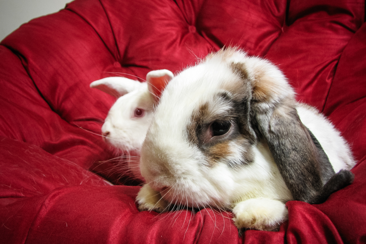 House Rabbit Care & Behavior 