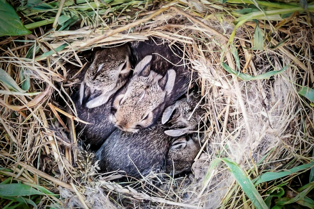 wild rabbit nest with healthy babies