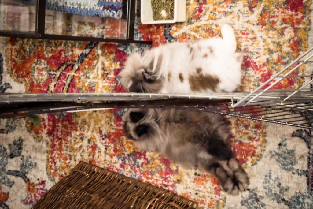 two house rabbits separated by a pen