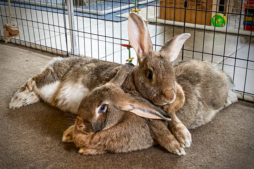 two house rabbits laying on top of each other