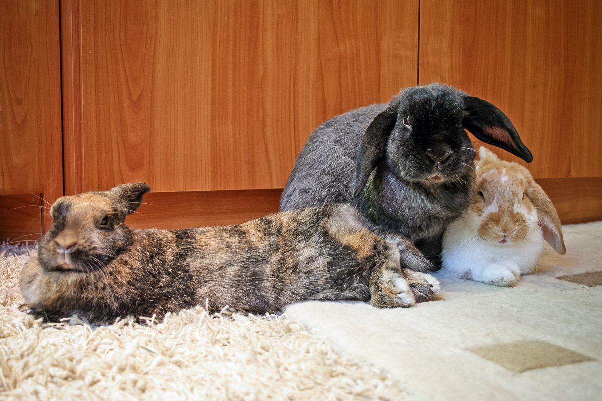 Baby bunny has dry fur near eyes - need help identifying the issue : r/ Rabbits