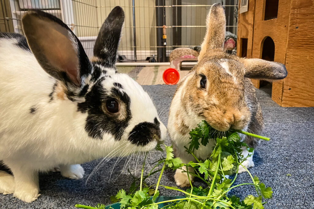 Rabbit hot sale eating food