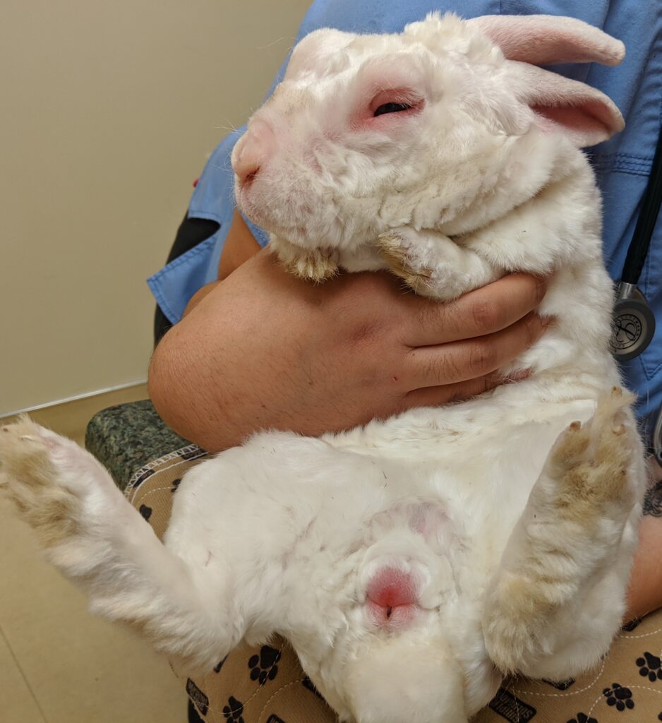 myxomatosis in a pet rabbit