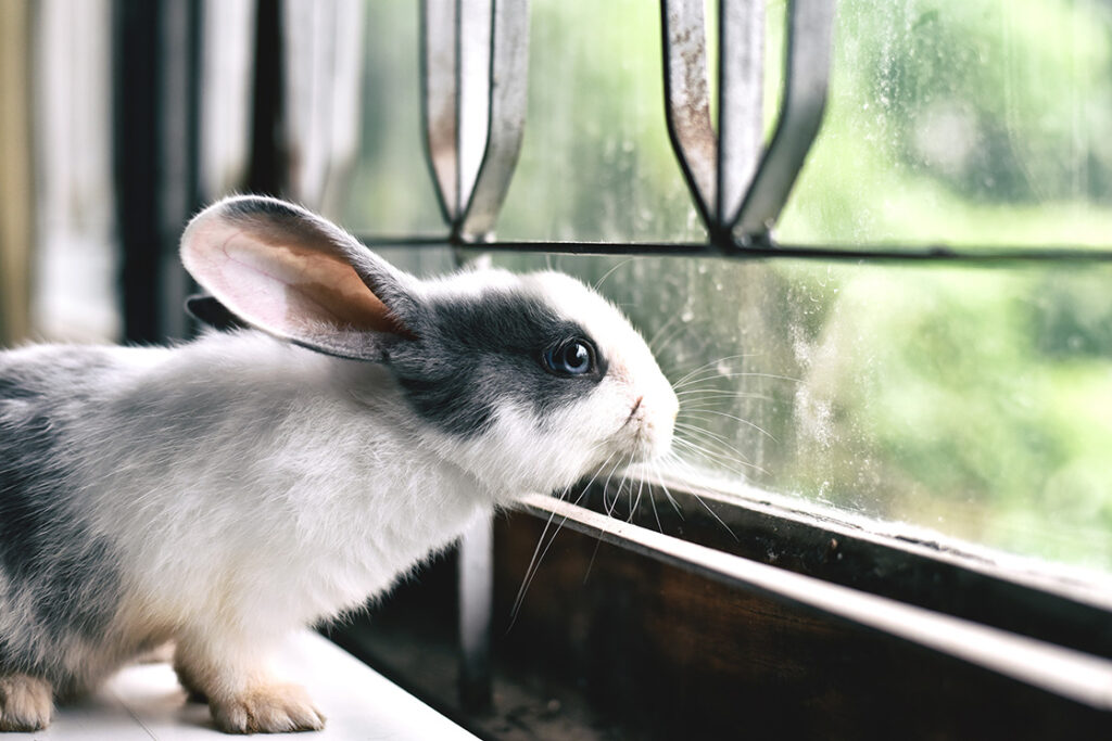 house rabbit looking out a window
