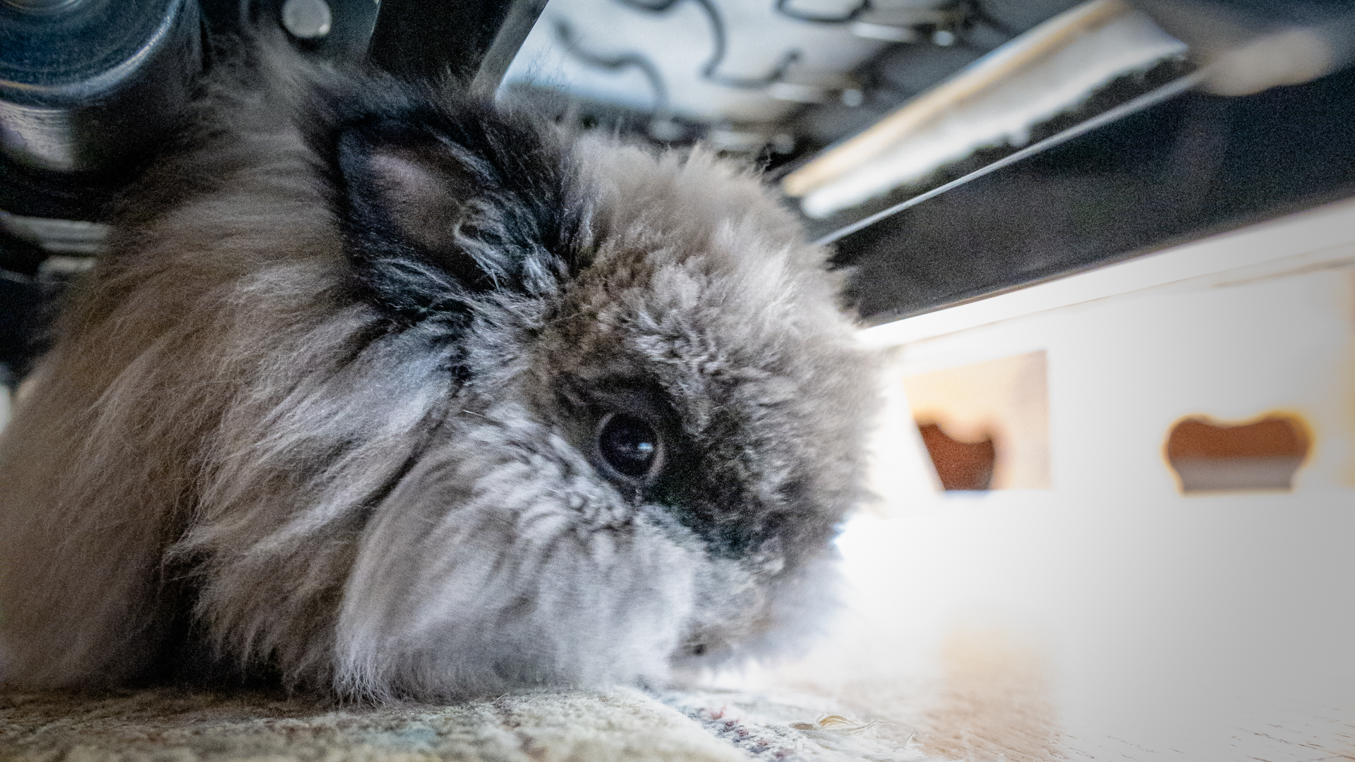 Audiences - Rabbit.org