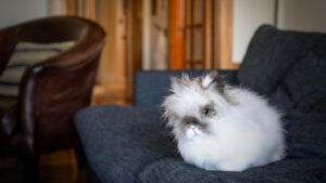 Lionhead rabbit with fluffy mane sitting indoors on a couch