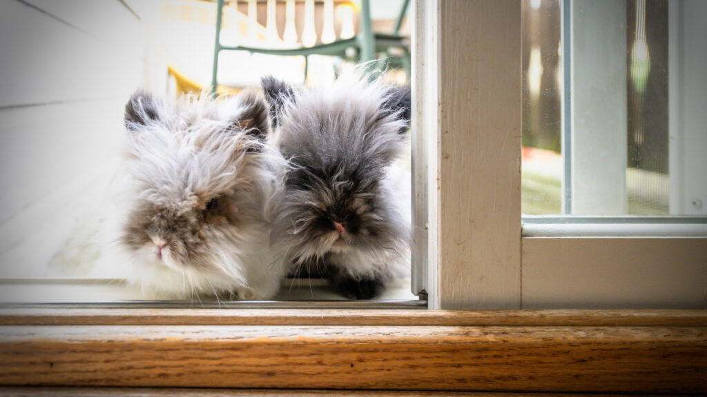 two house rabbits peering in a door