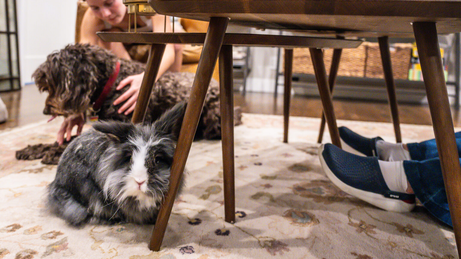 Rabbits and Children: Fostering Compassion at Home