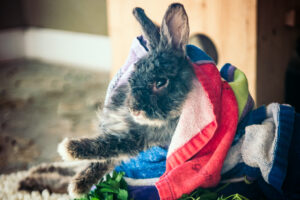 a senior rabbit with assisted living needs