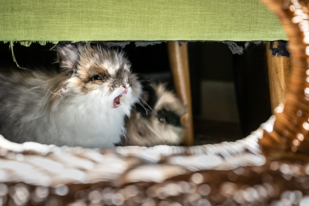 House Rabbit Care & Behavior - Rabbit.org