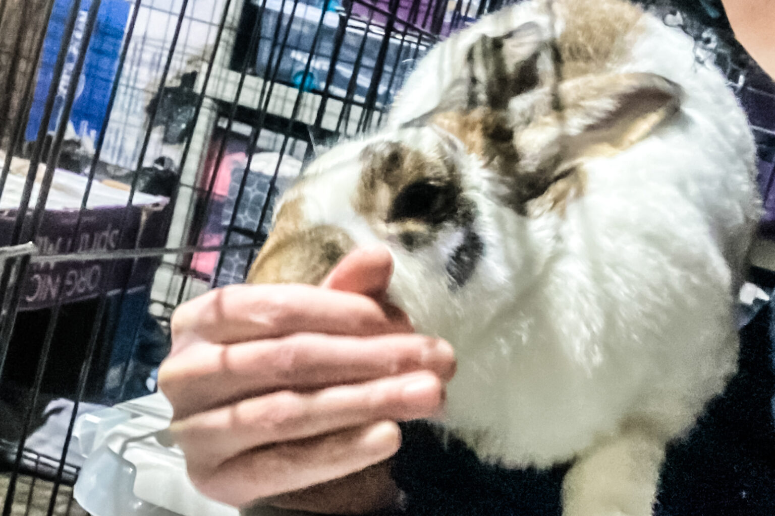 Pet Rabbit Aggression Aggression
