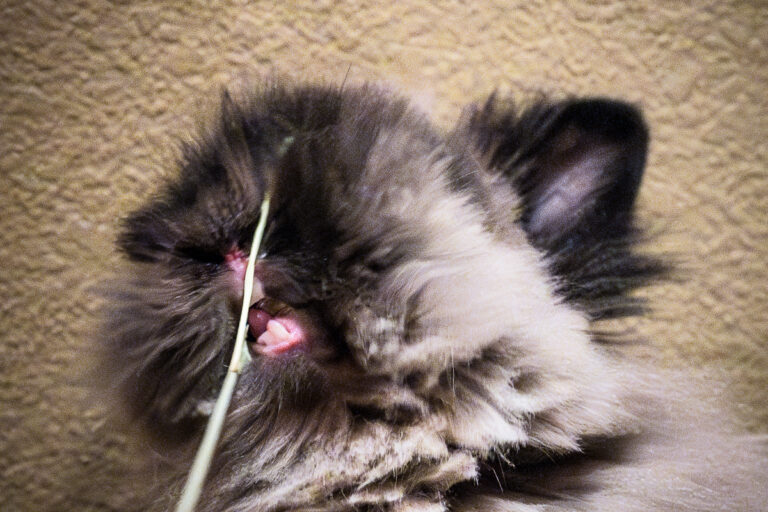 When Bunnies Use Biting Words