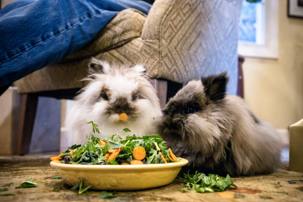 two house rabbits eat greens by a chair
