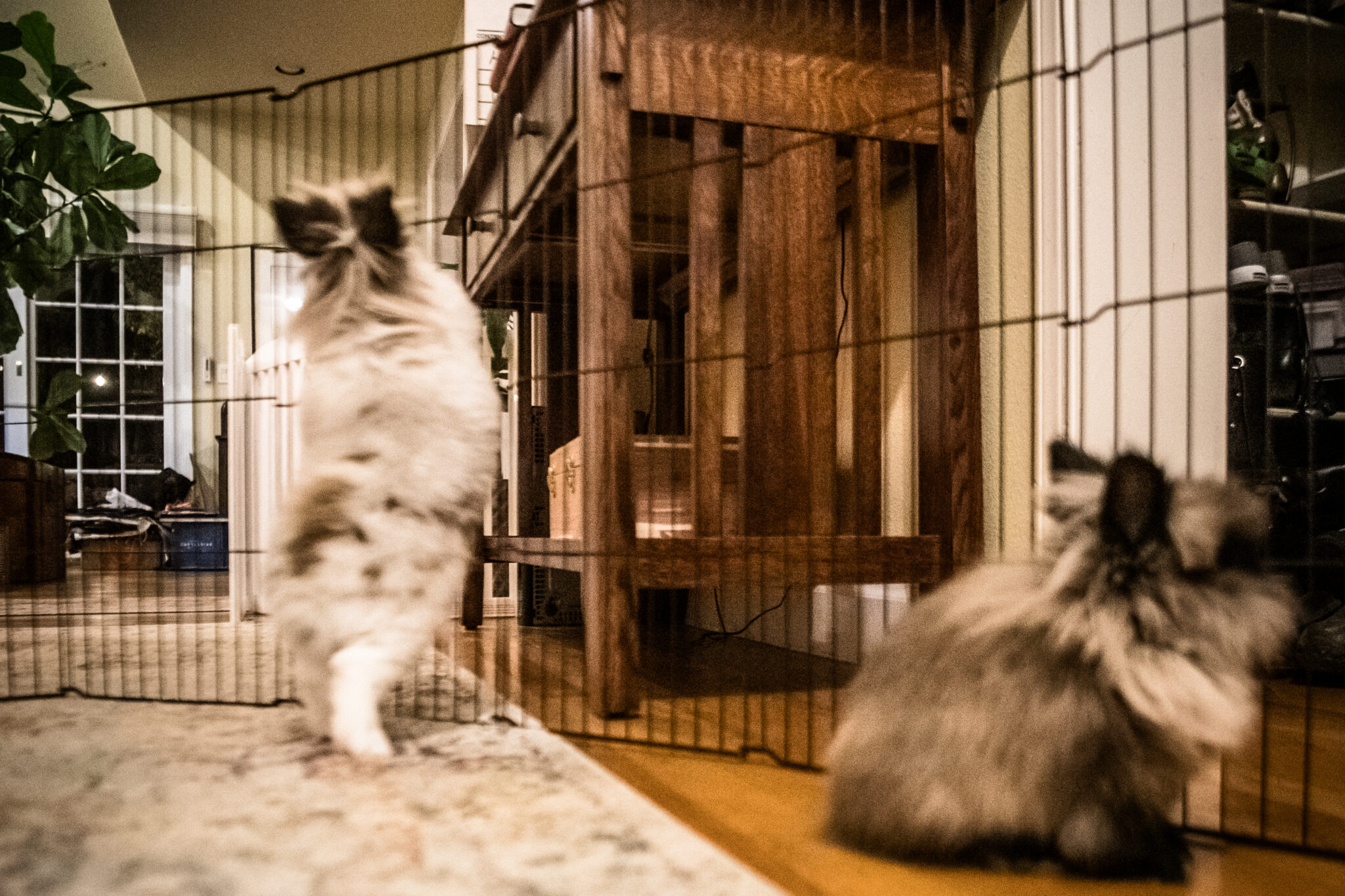 Top 10 Bunny Dangers