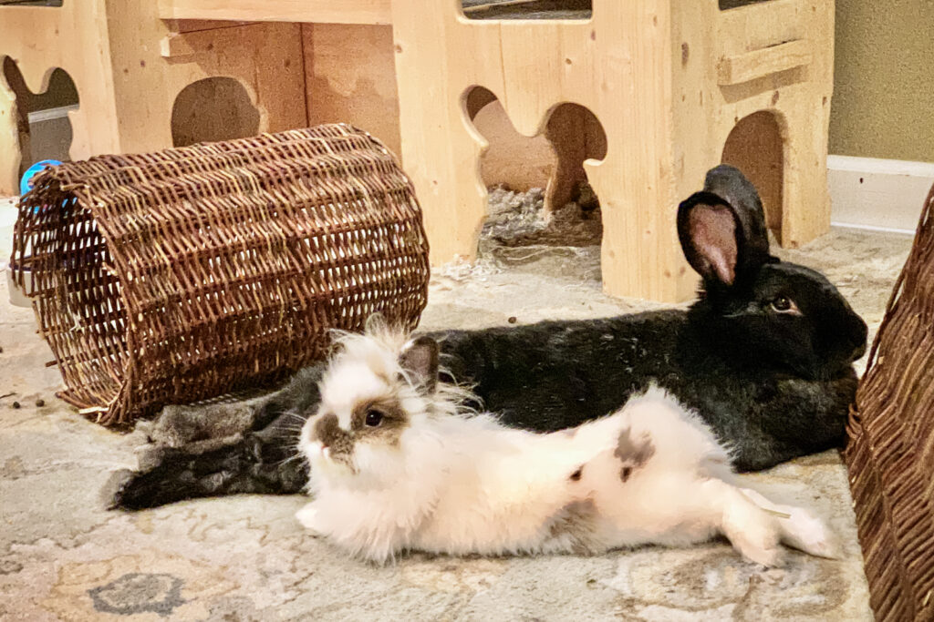Life with an Aloof Rabbit