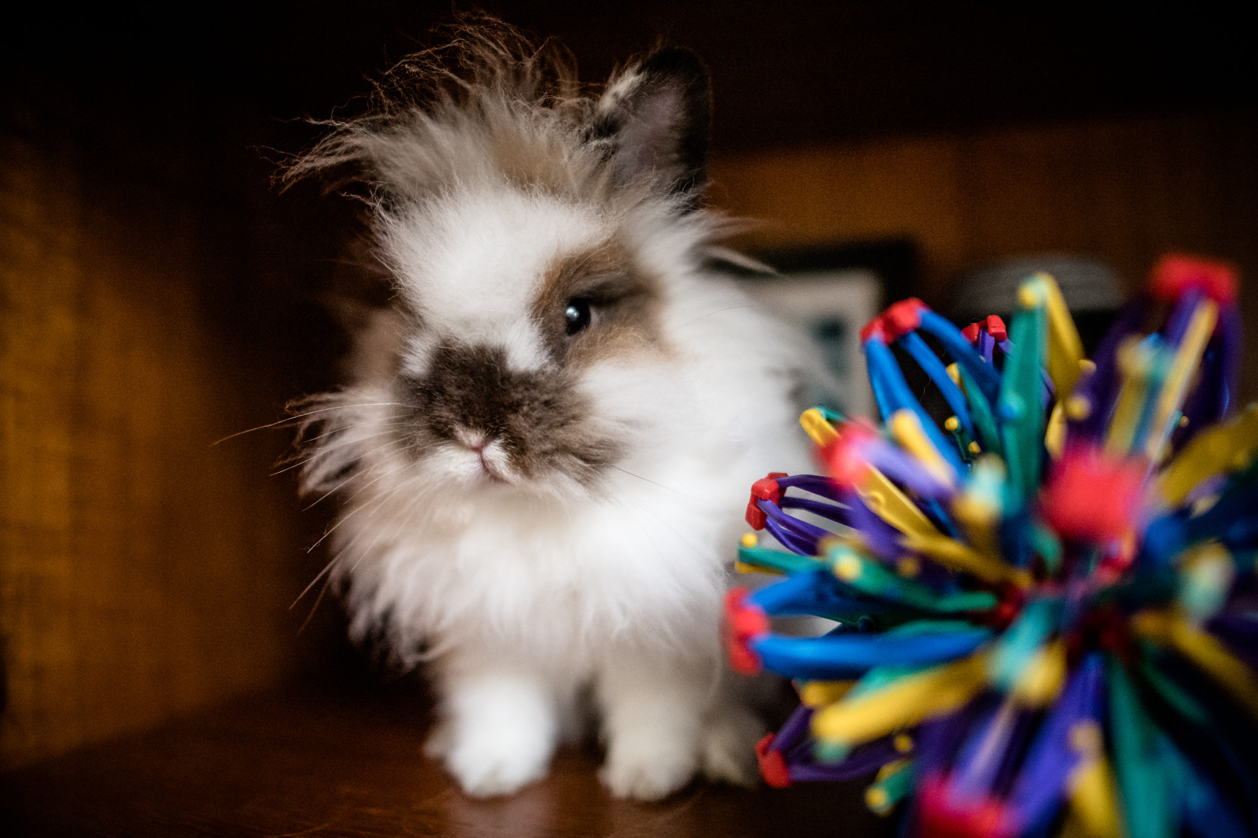 Bunny Rabbit Photo Gallery Rabbit Bunny Rabbit Photo Gallery Rabbit