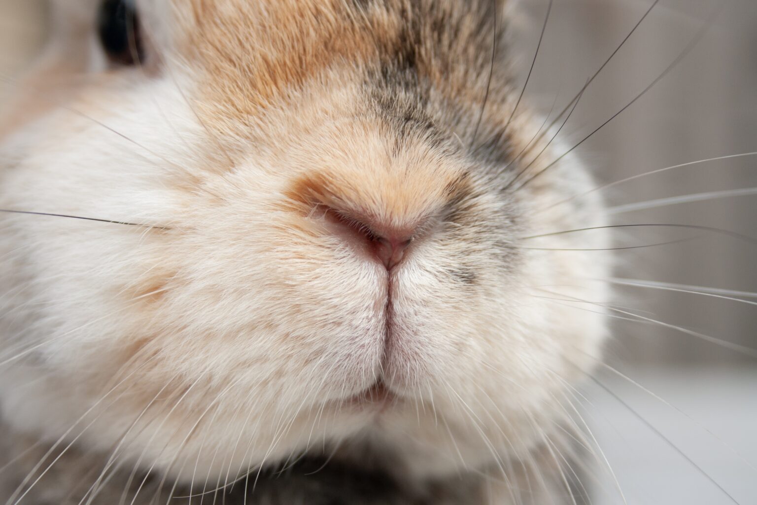 Broken Rabbit Face Helping an Injured Rabbit