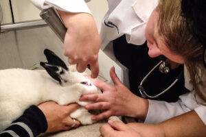 great rabbit-savvy vet examining a rabbit