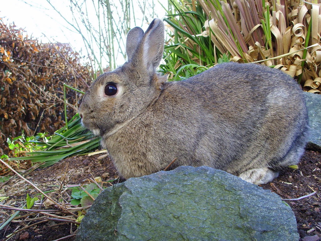 A domestic agouti-colored rabbit