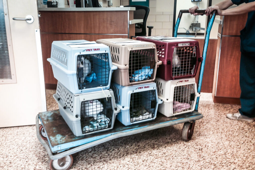 six rescued rabbits in carriers being transported. rescue transport for rabbits.