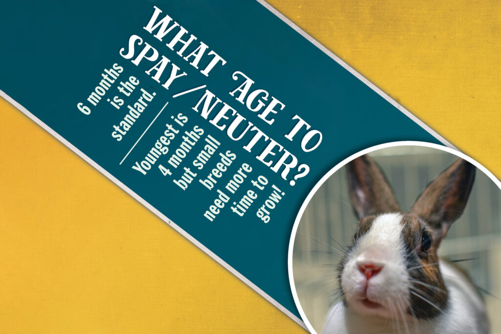 spay neuter statistic with house rabbit