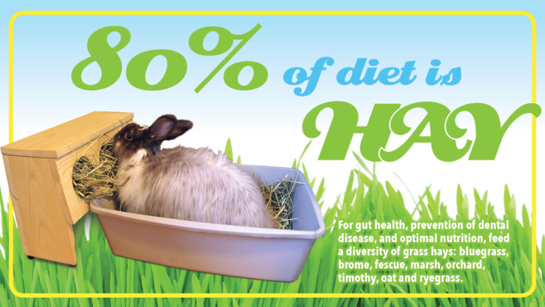 Care - Rabbit.org
