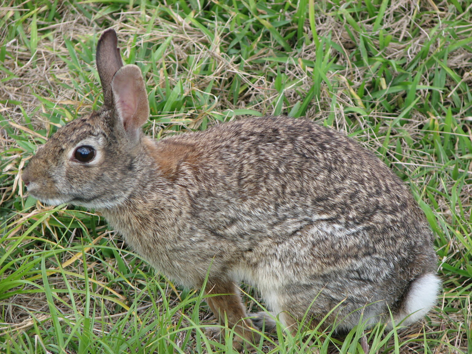 Wild Rabbit Behaviours Humane Methods of Wild Rabbit Control