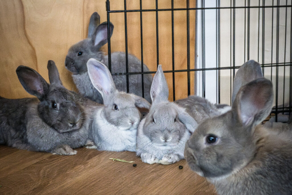 rabbit overpopulation in an image five baby rabbits