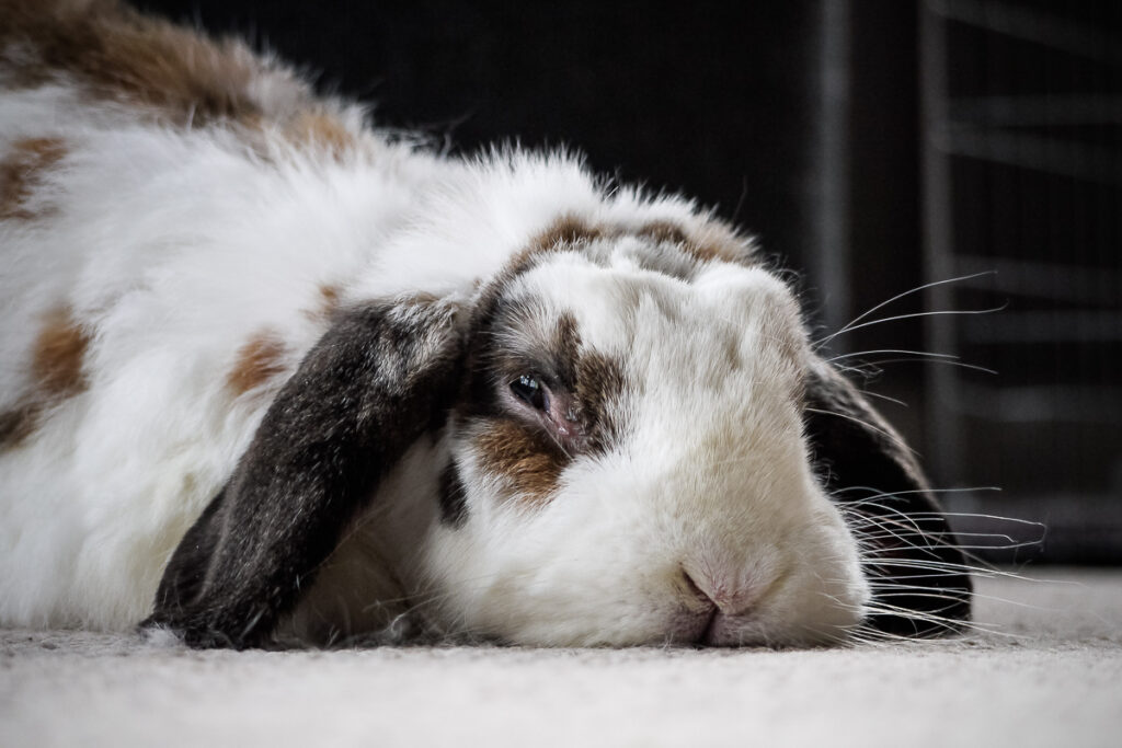 Signs of a Healthy Bunny  Best Friends Animal Society