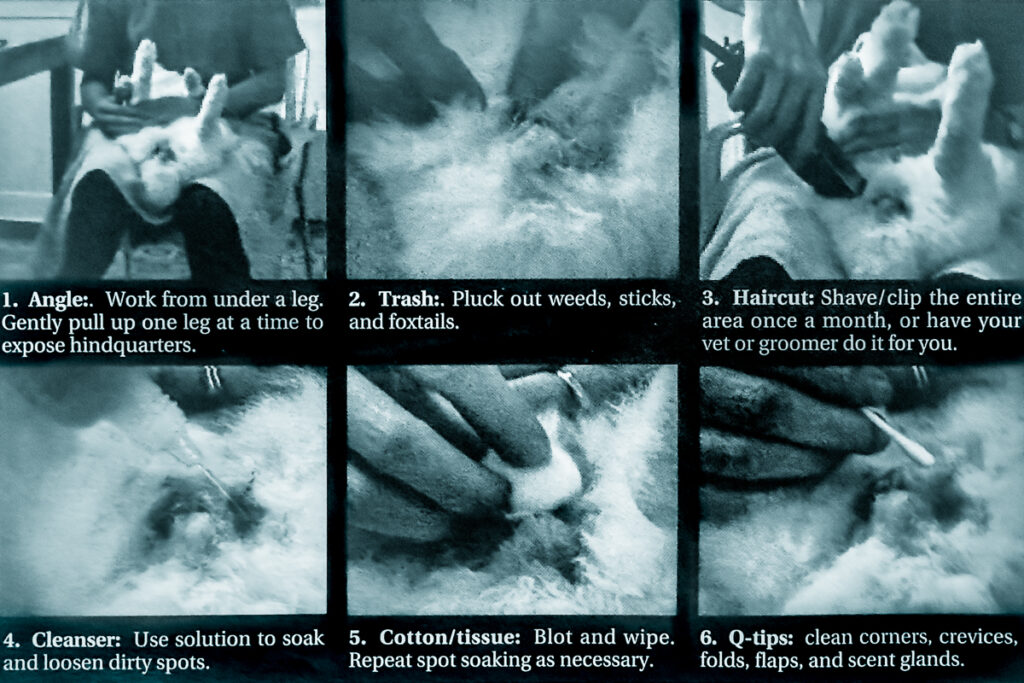 video stills of cleaning a rabbits hindquarters
