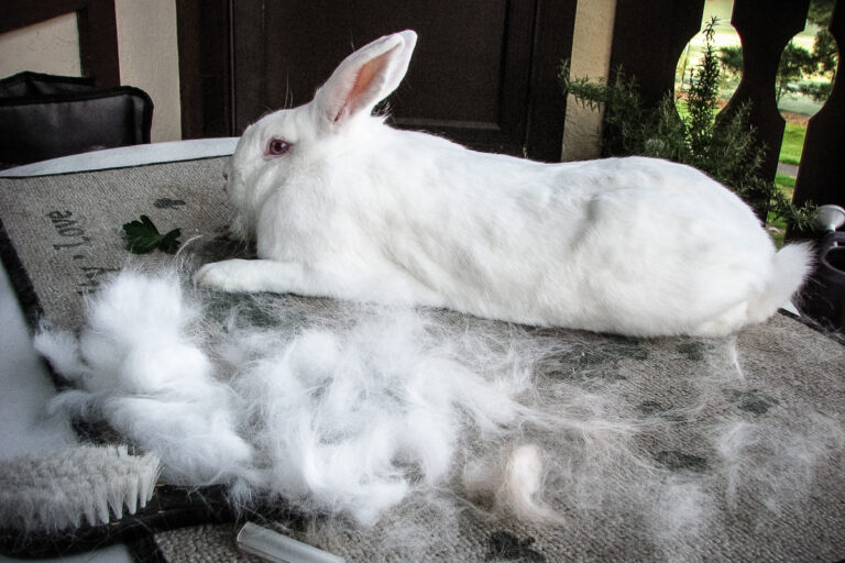 Living with Rabbit Allergies