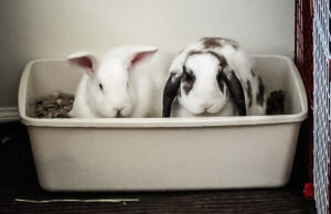 two rabbits in a litter box