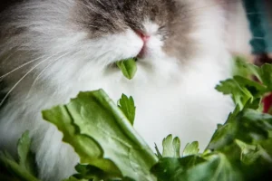 closeup of house rabbit eating leafy green vegetables.