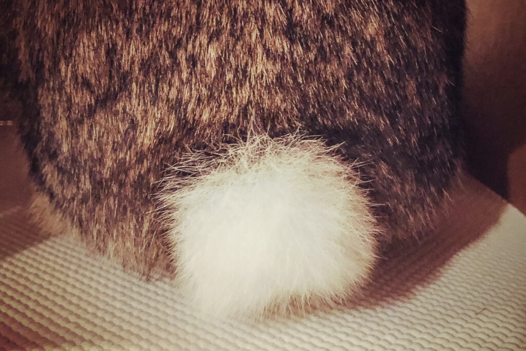 a rabbit scut. otherwise known as a bunny tail.