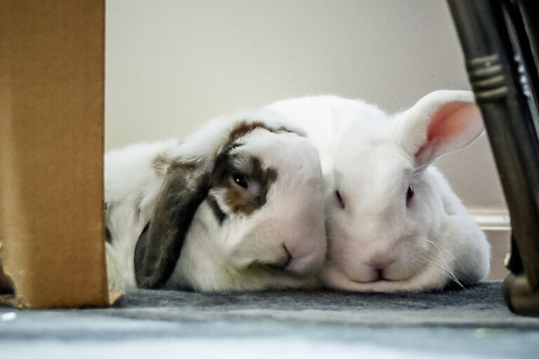 Care - Rabbit.org