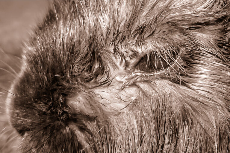 Chronic Runny Eyes In Rabbits