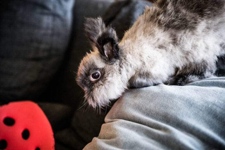 scholarly-articles-and-research-on-rabbit-health-rabbit