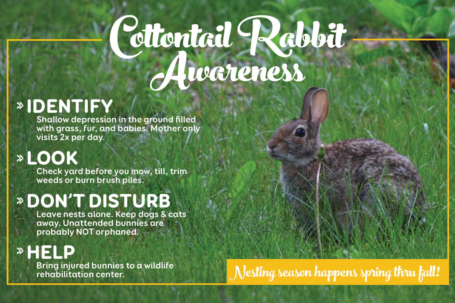 Guide to Cottontail Rabbit Nesting Season: Tips and Facts - Rabbit.org