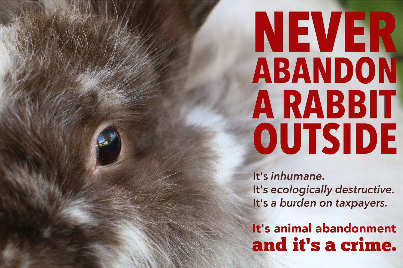 Why You Should Never Abandon a Rabbit Outdoors: The Dangers Explained