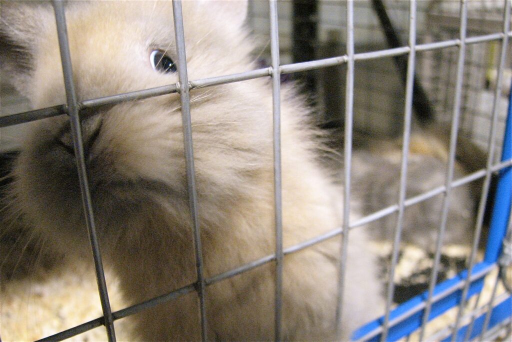 unhappy rabbit in cage