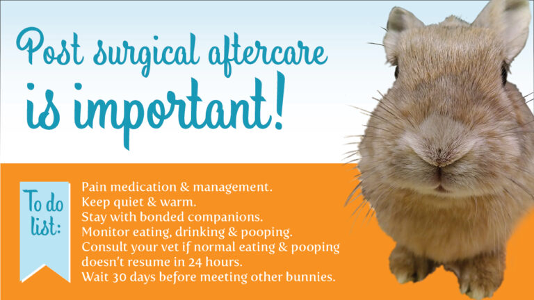 Post-Surgical Aftercare for Rabbits