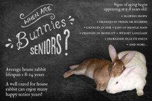 two senior house rabbits