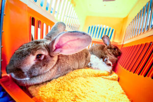 a wide angle closeup of three house rabbits in a carrier with an open door