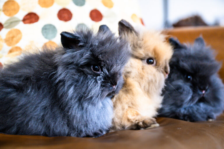 how-long-do-rabbits-live-rabbit