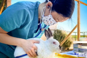 veterinarian examines a rescued domestic rabbit